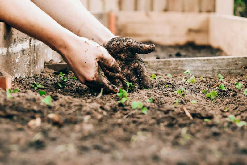 caltim-img-plantando