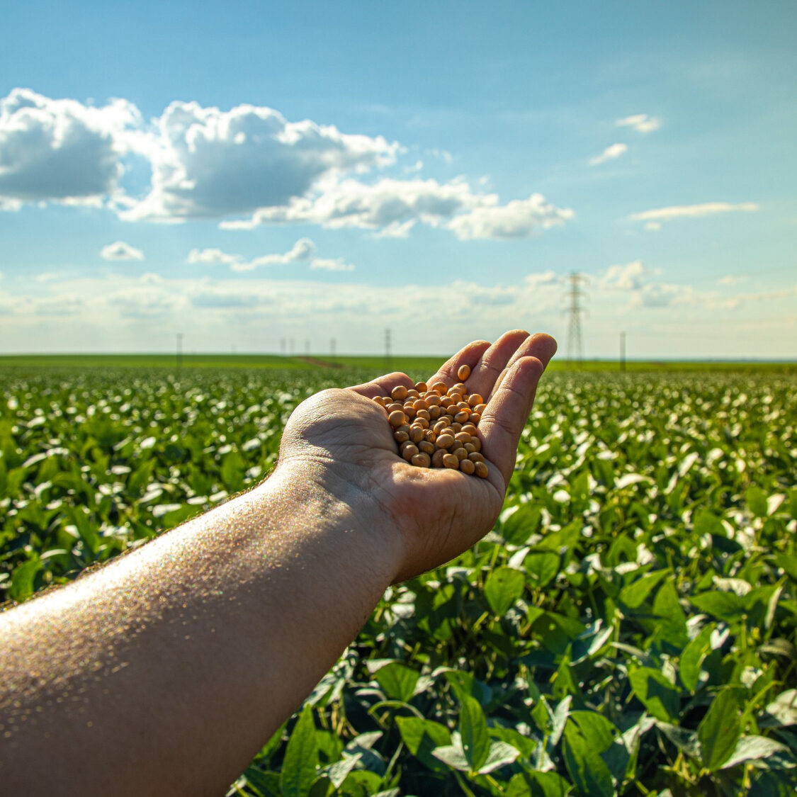 nutrição e sustentabilidade do solo