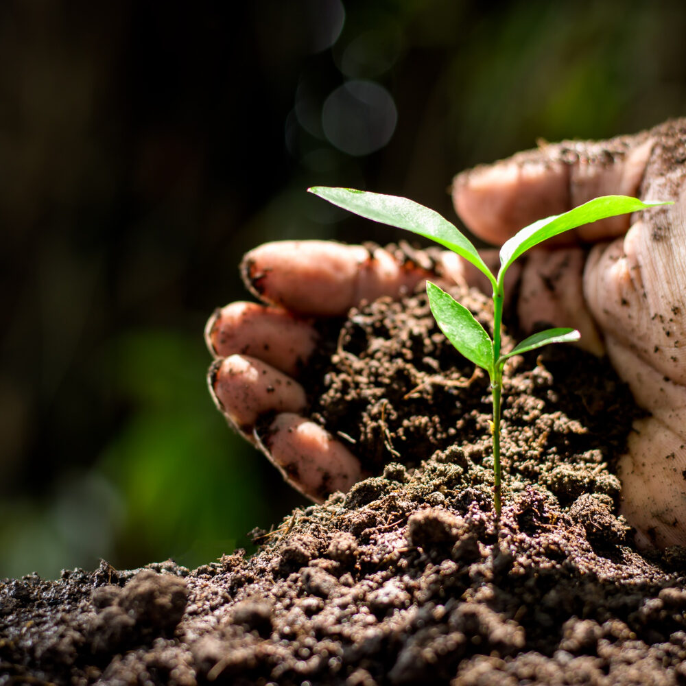 Sustentabilidade e Regeneração do solo
