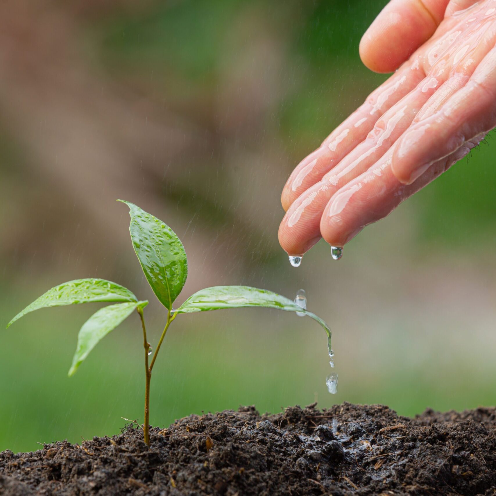 qual-a-função-do-boro-nas-plantas