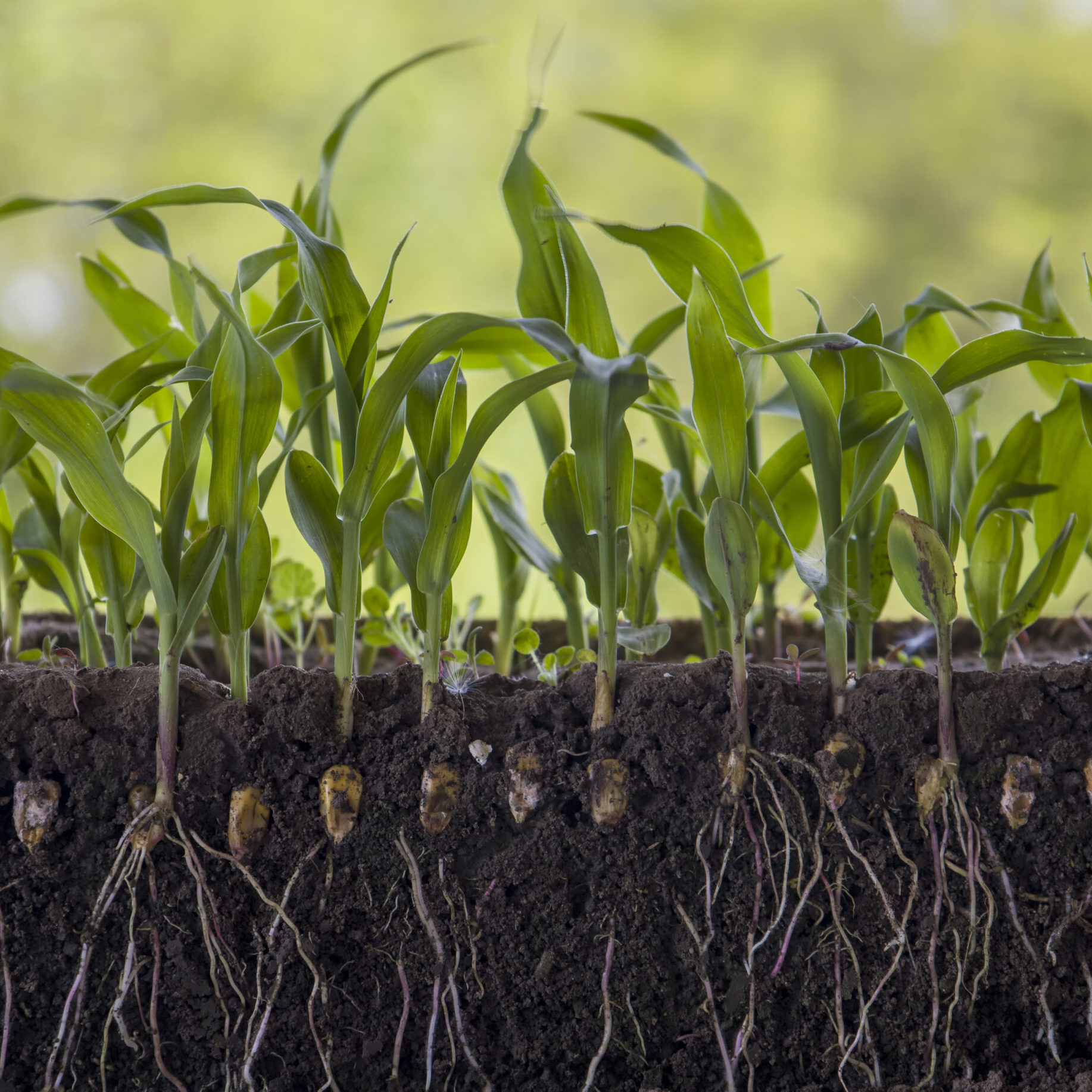 Young shoots of corn with roots isolated on white