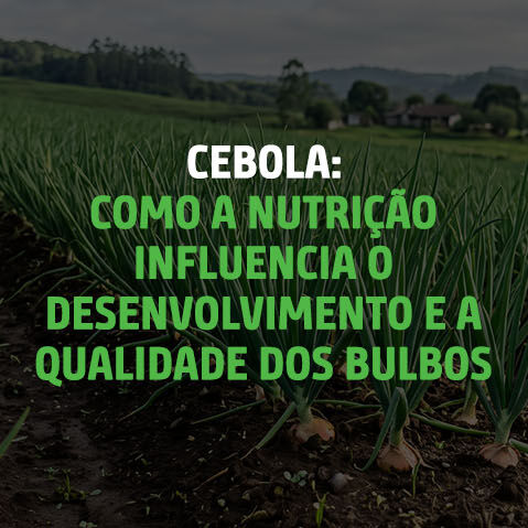 3474_8_BLOGLINKEDINSTORY_2409_CEBOLA EM SC_CAPA_BLOG